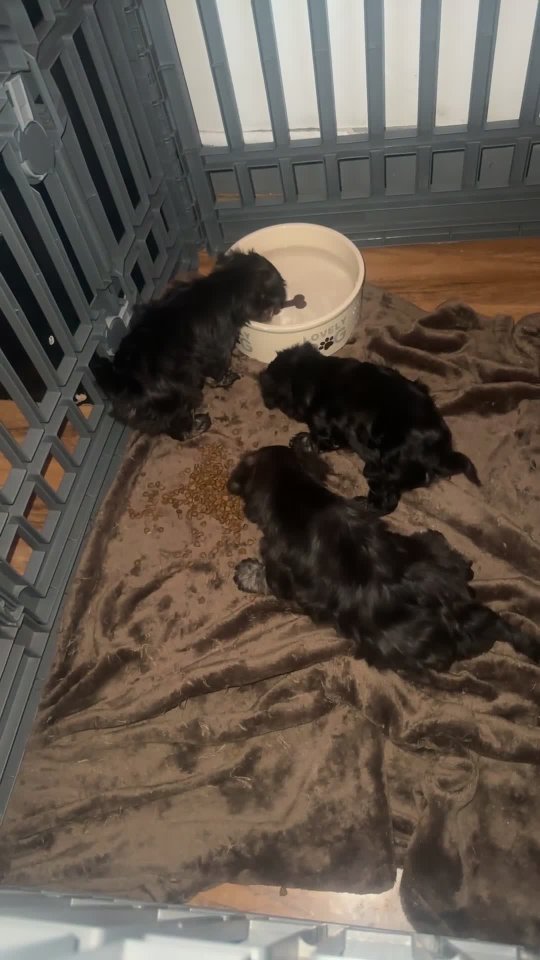 Yorkshire Terrier dogs for sale: 🐾✨ Tiny Paws, Big Love! ✨🐾 - Video 2