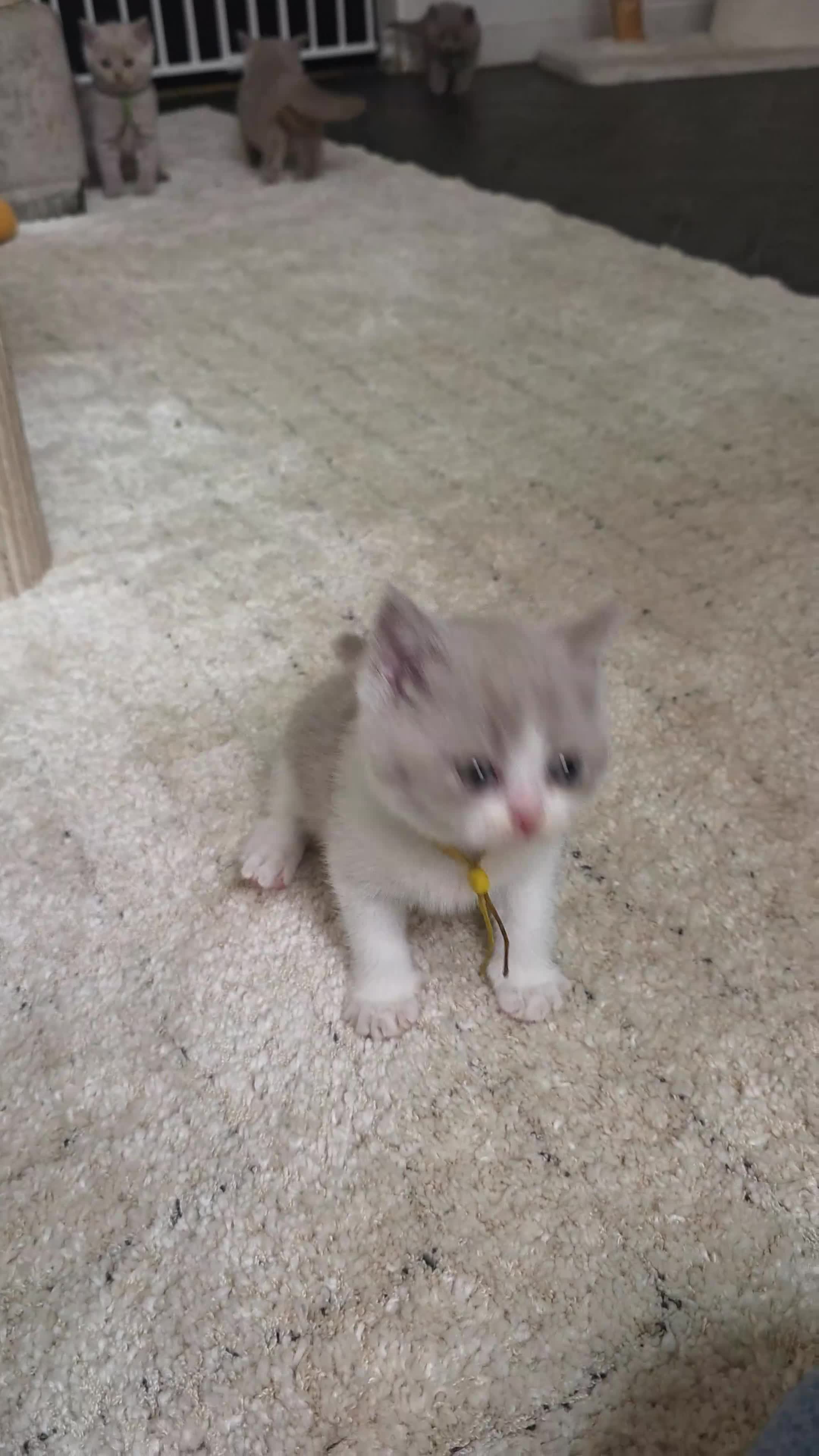 British Shorthair cats for sale: 9 Beautiful British Shorthairs - Video 5