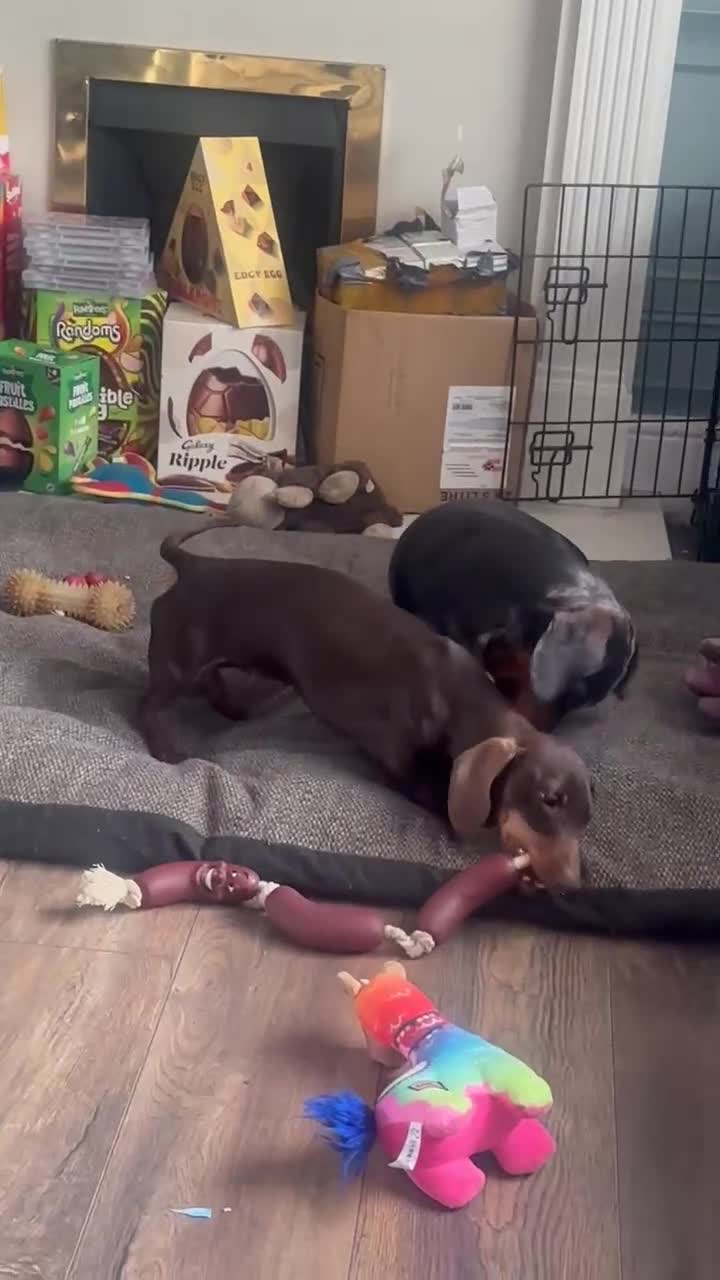 Dachshund dogs for sale: Puppies for sale - Video 1