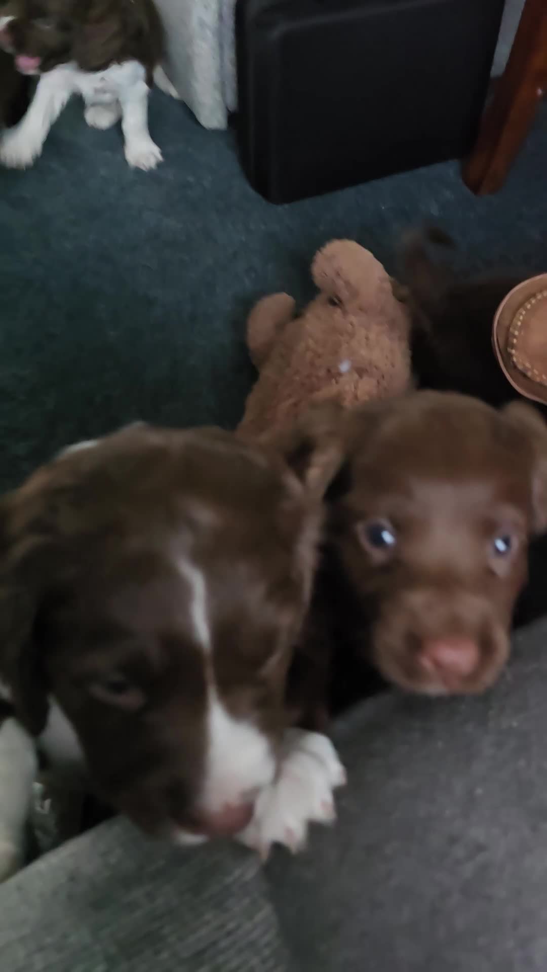 Sprocker dogs for sale: Last 3 boy Sprocker left - Video 1