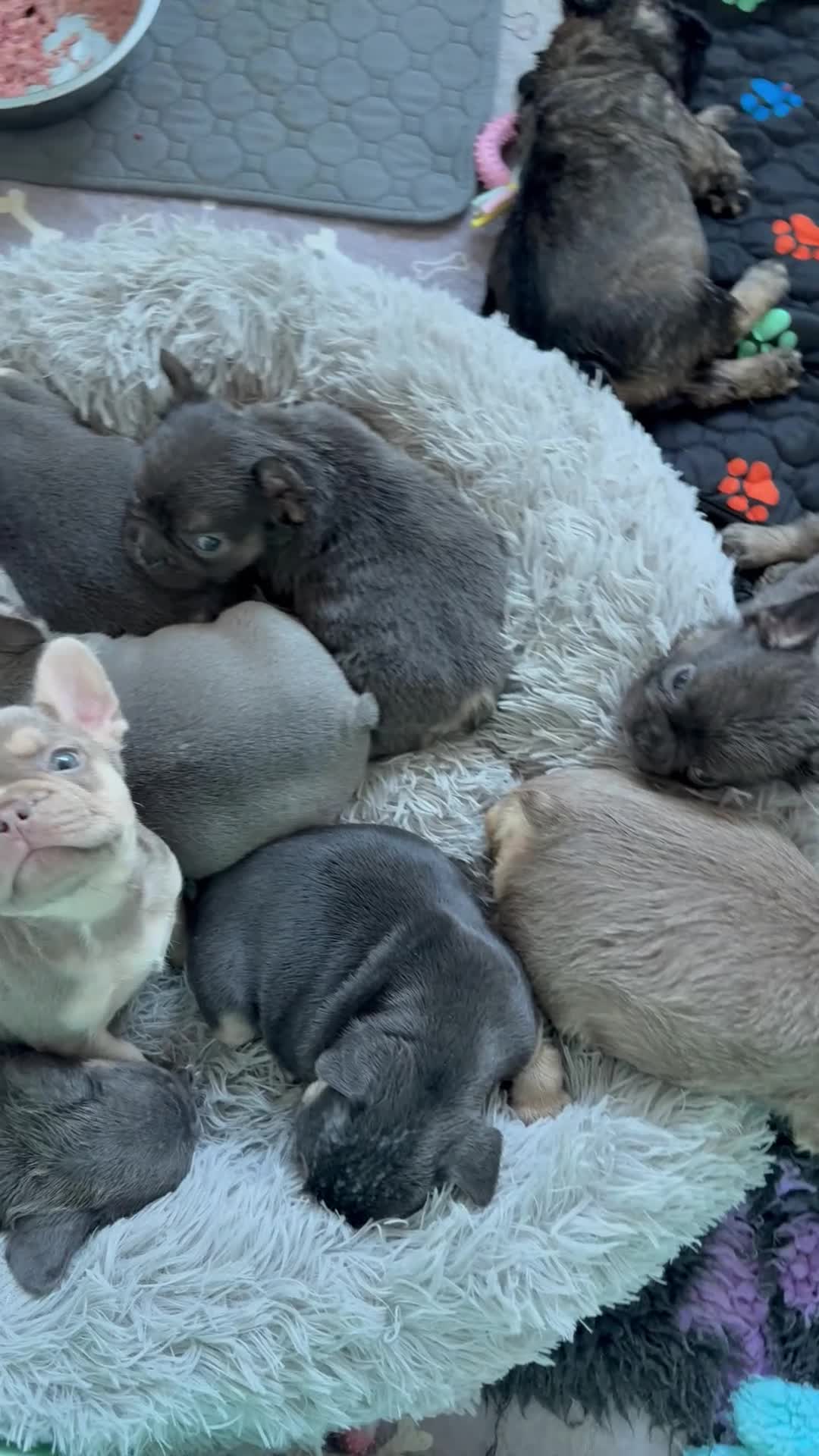 French Bulldog dogs for sale: ⭐️Gorgeous French Bulldog Puppies⭐️ - Video 4