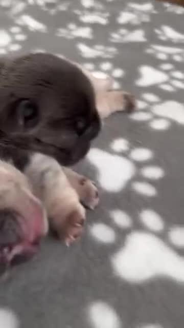 French Bulldog dogs for sale: ⭐️ KC Rope nose frenchies carrying fluffy ⭐️ - Video 1