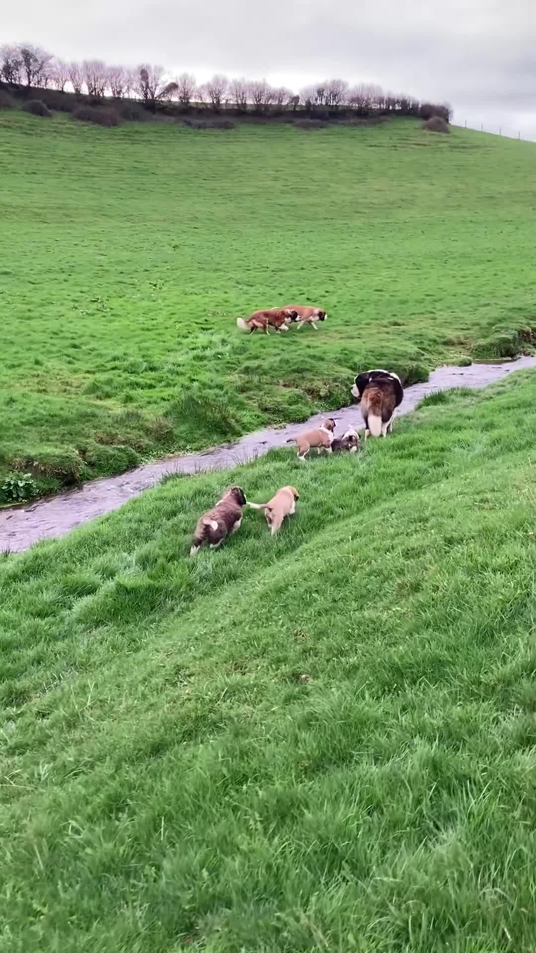 Saint Bernard dogs for sale: Pups from HIP & ELBOW scored parents  - Video 1