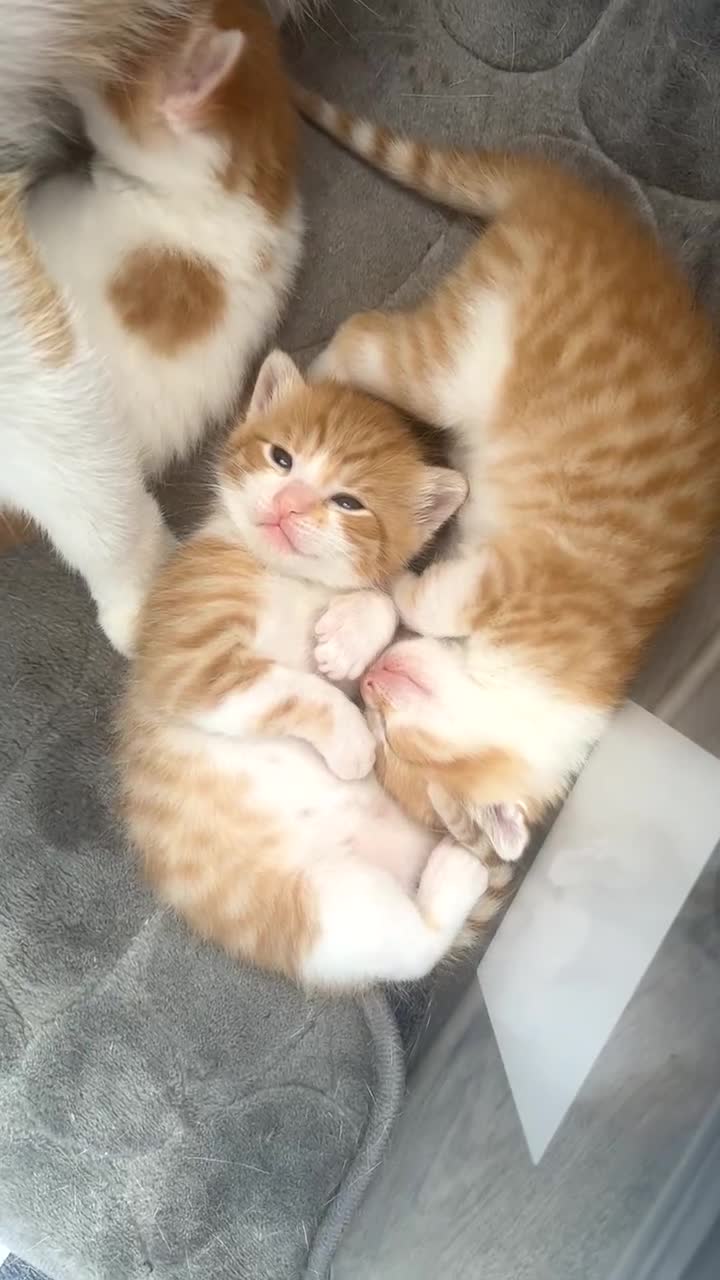 British Shorthair cats for sale: Male and female ginger kittens - Video 4