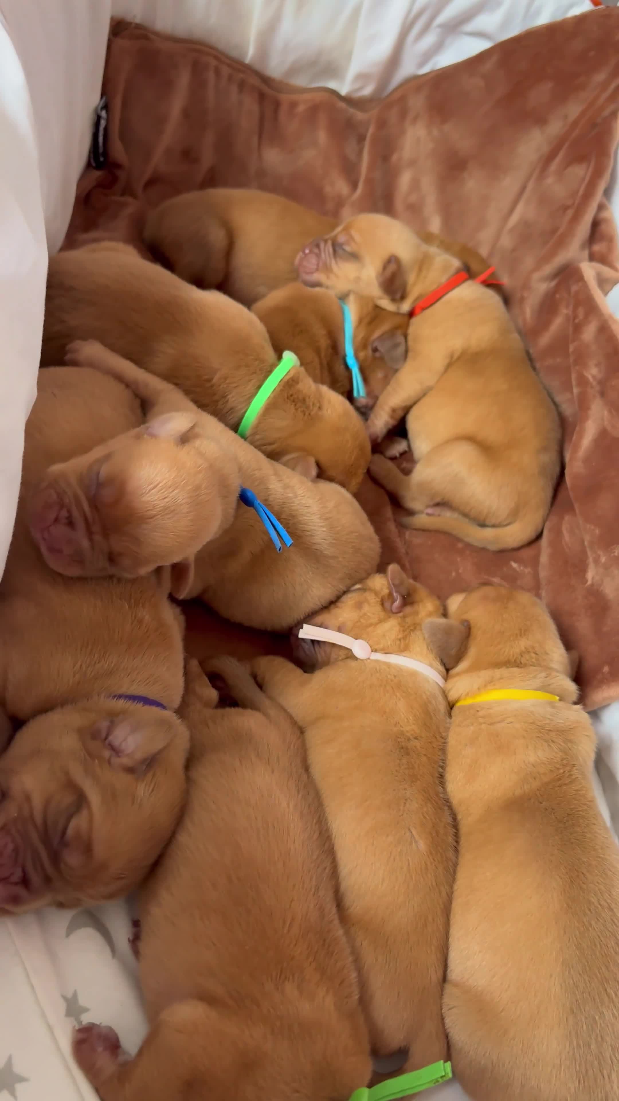 Dogue De Bordeaux dogs for sale: KC reg Dogue de Bordeaux puppies  - Video 1