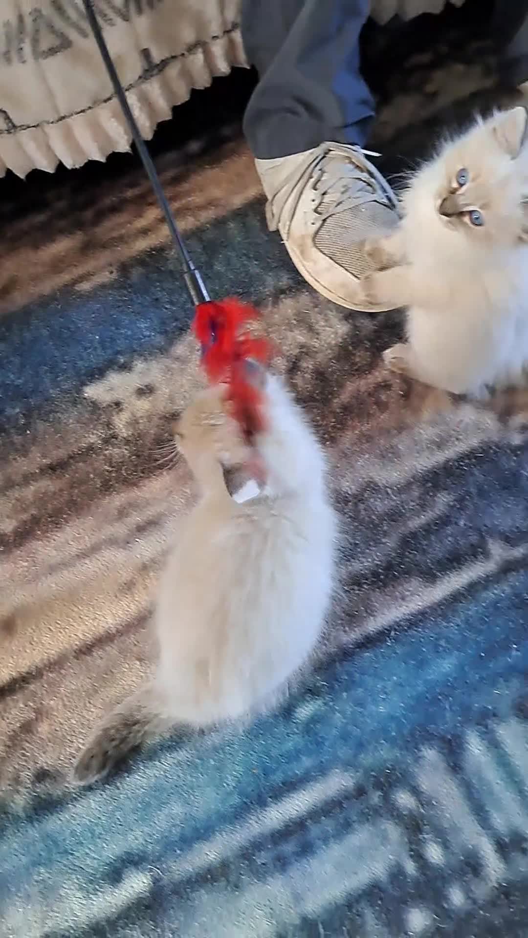 Mixed Breed cats for sale: Asap beautiful kittens available  - Video 3