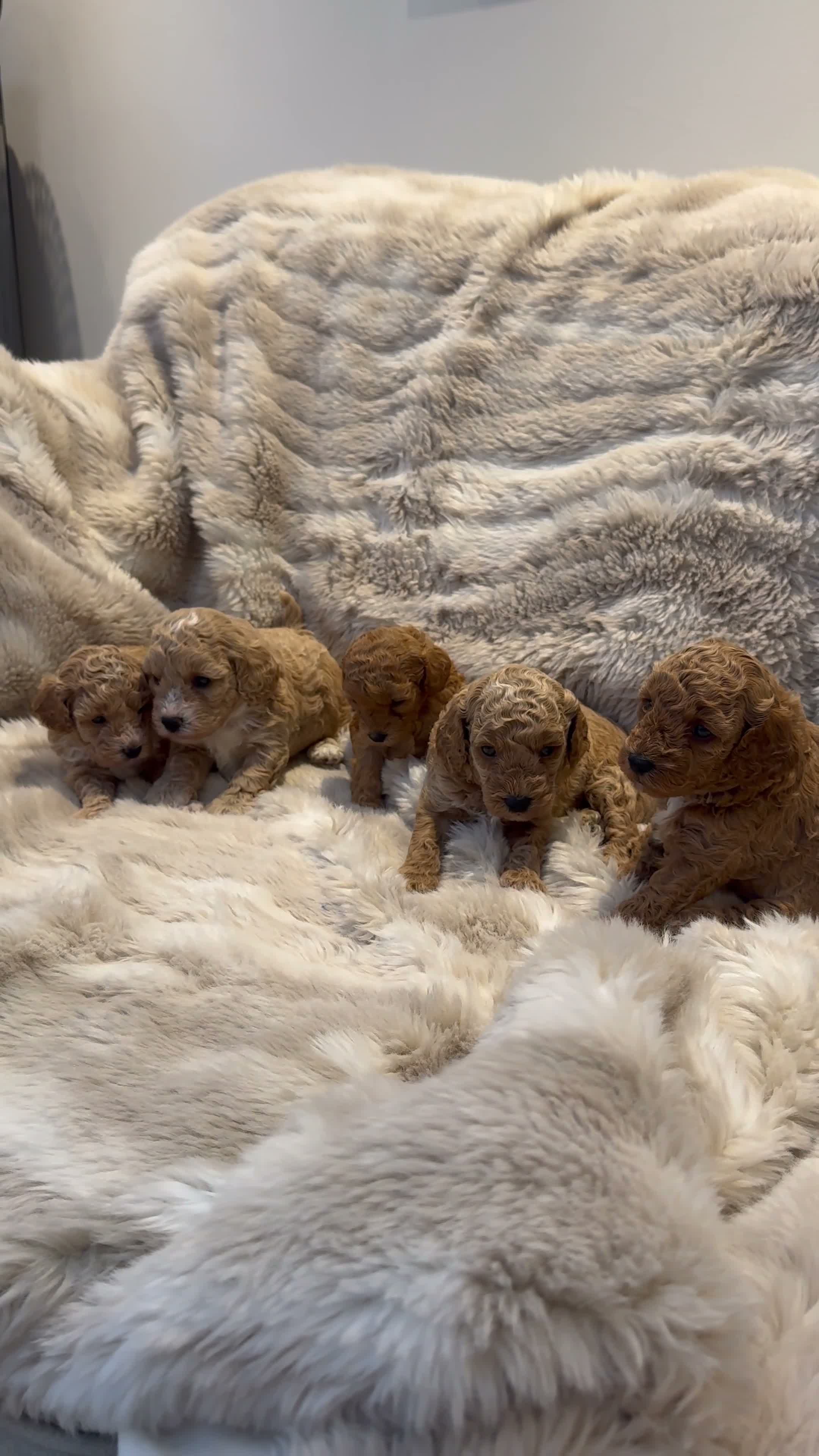 Cavapoochon dogs for sale: 🐾 Beautiful F2 Cavapoochon Puppies 🐾 - Video 1