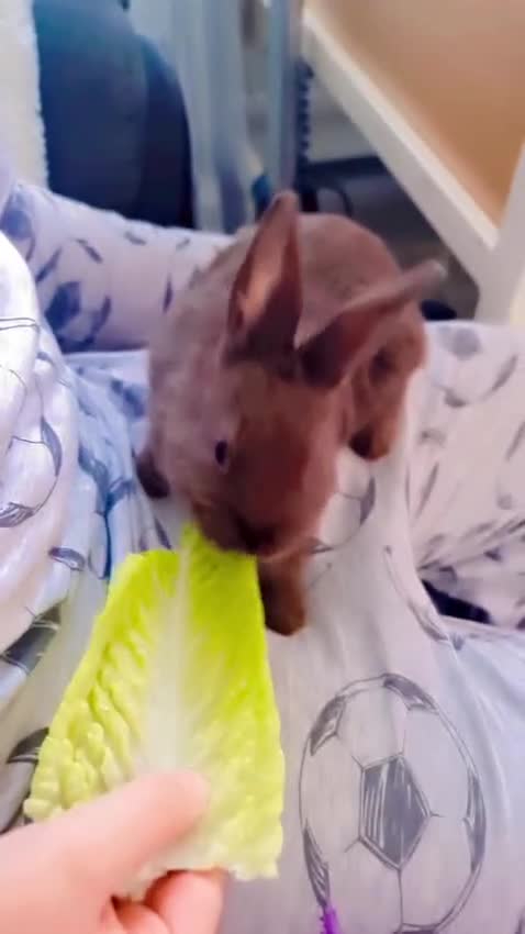 Alaska rabbits for sale: Alaskan rabbits - Video 2