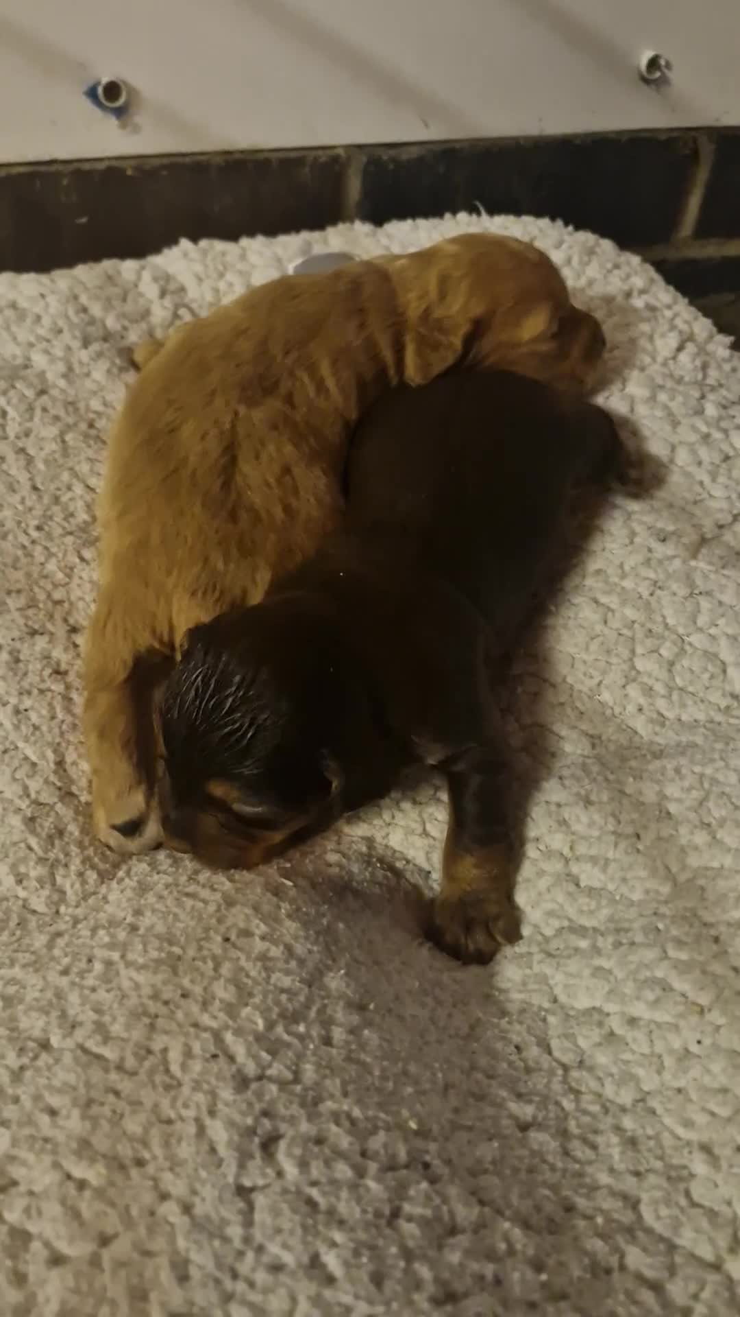 Cocker Spaniel dogs for sale: COCKER SPANIEL PUPPIES - Video 1