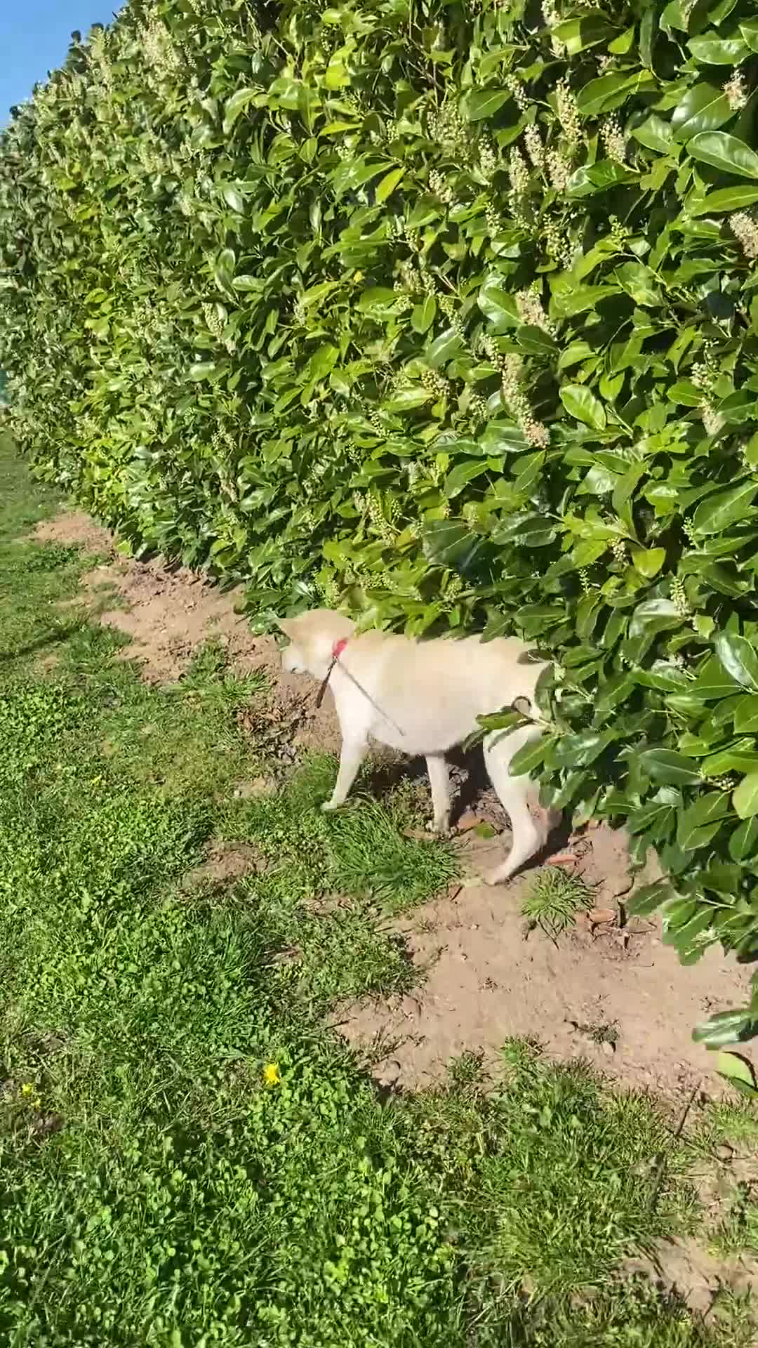 German Shepherd dogs for sale: Adoption! 6yo neutered female GSD mix for rehoming - Video 1
