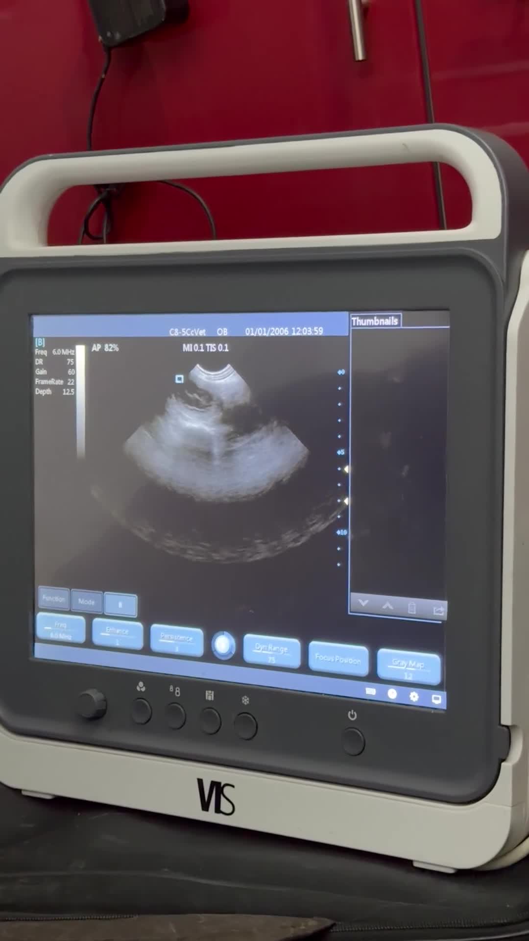 Cocker Spaniel dogs for sale: Showtype Cocker spaniel pups KC registered  - Video 1