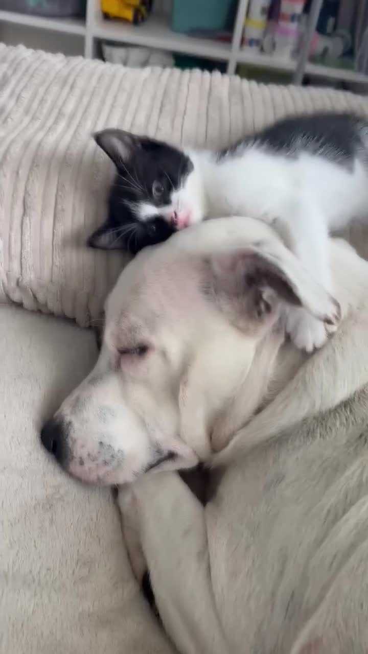 Mixed Breed cats for sale: 4 beautiful kittens looking for forever homes  - Video 1