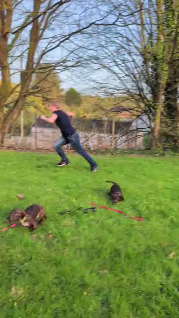 Miniature Dachshund dogs for sale: Miniature Dachshund puppies  - Video 2