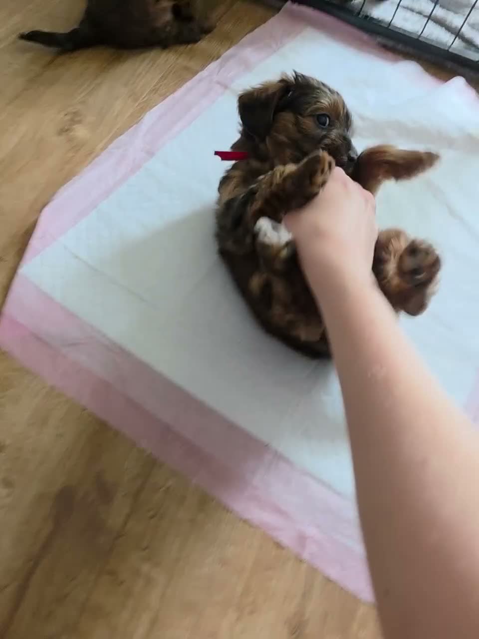 Yorkiepoo dogs for sale: Yorkiepoo puppies for sale - Video 2