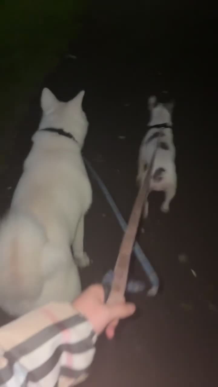 Japanese Akita Inu dogs for sale: Japanese Akita  - Video 2