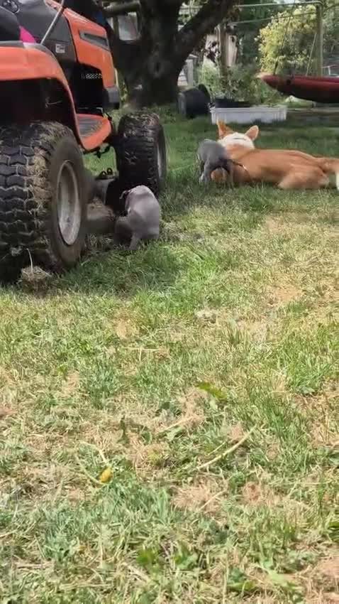Whippet dogs for sale: Summer’s lovely puppies  in North Tawton - Video 2