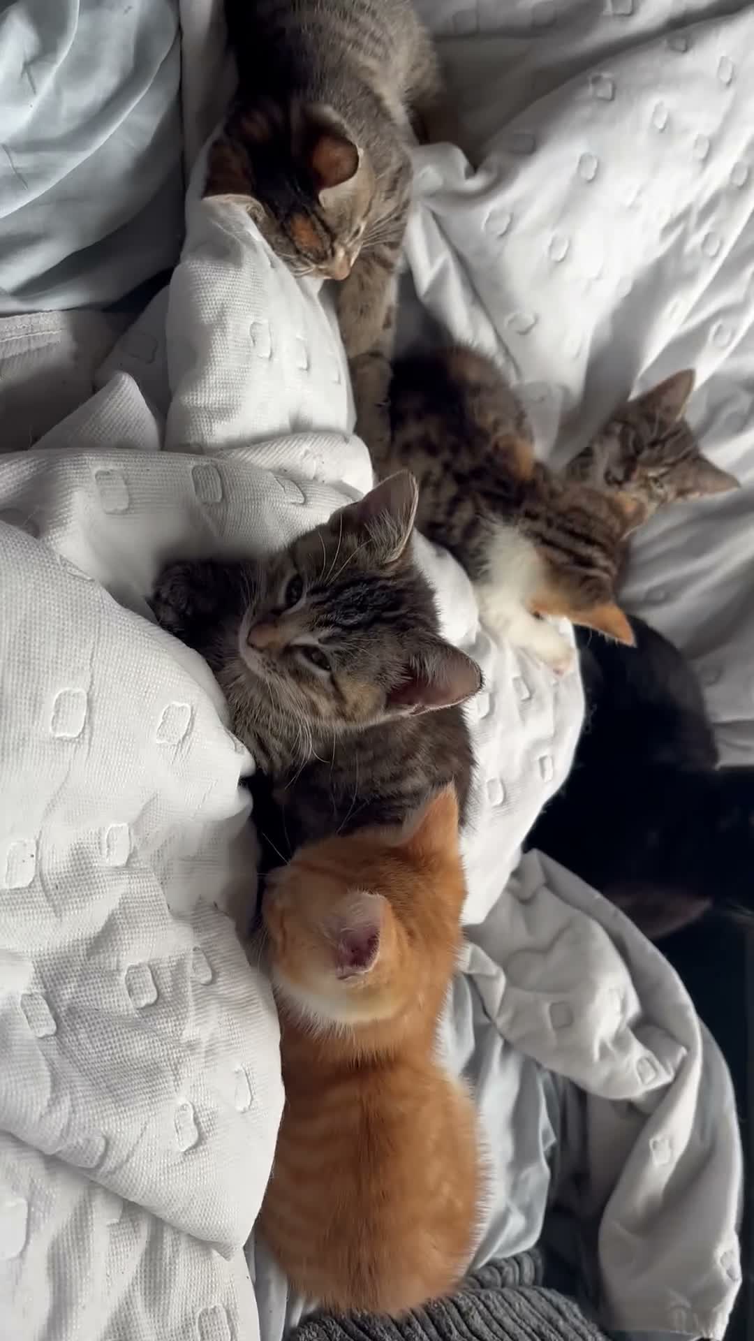 Mixed Breed cats for sale: 🐱 Six Kittens Looking for Loving Homes! 🐾 - Video 1