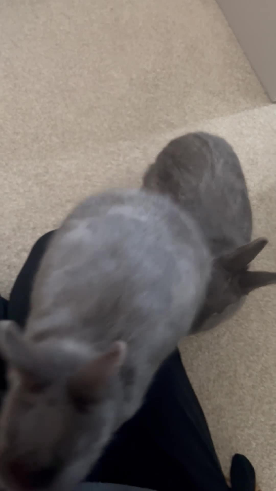 Netherland Dwarf rabbits for sale: Brother and sister bonded Netherland dwarfs - Video 3