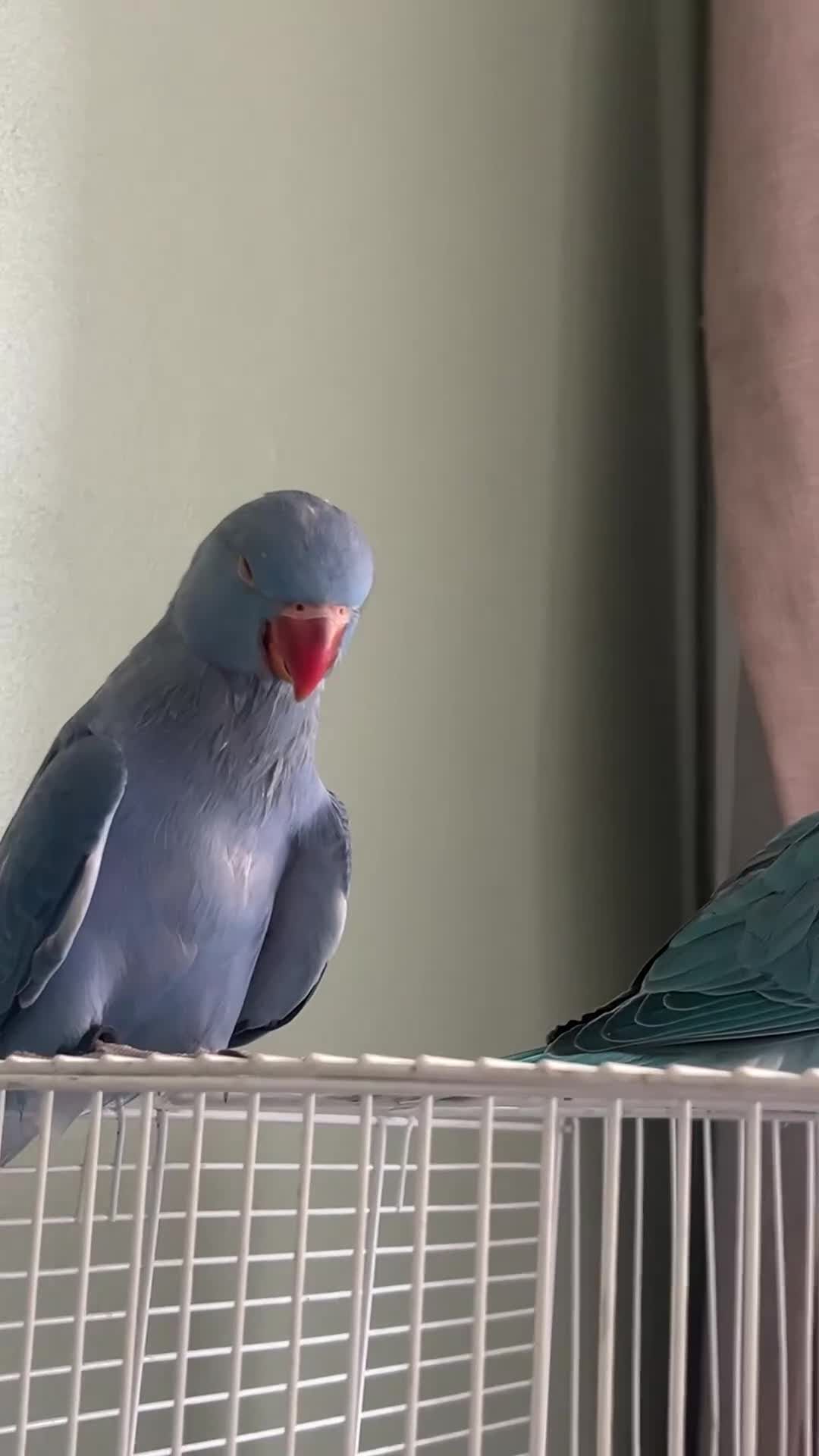 Ringnecks birds for sale: 2 beautiful indian ringneck babies left in London - Video 2