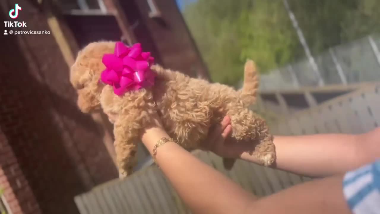 Goldendoodle dogs for sale: Goldendoodle puppies 💙🩷 - Video 1