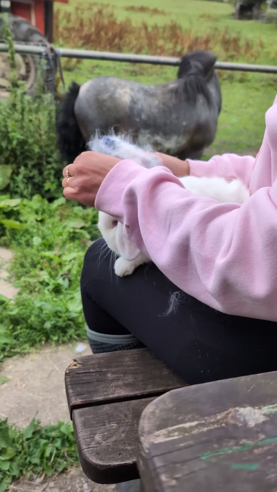 Mini Lop rabbits for sale: Show quality REW buck, 1 year old - Video 1