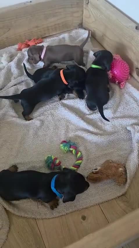 Dachshund dogs for sale: Miniature dachshund puppies.  in Alfreton - Video 2
