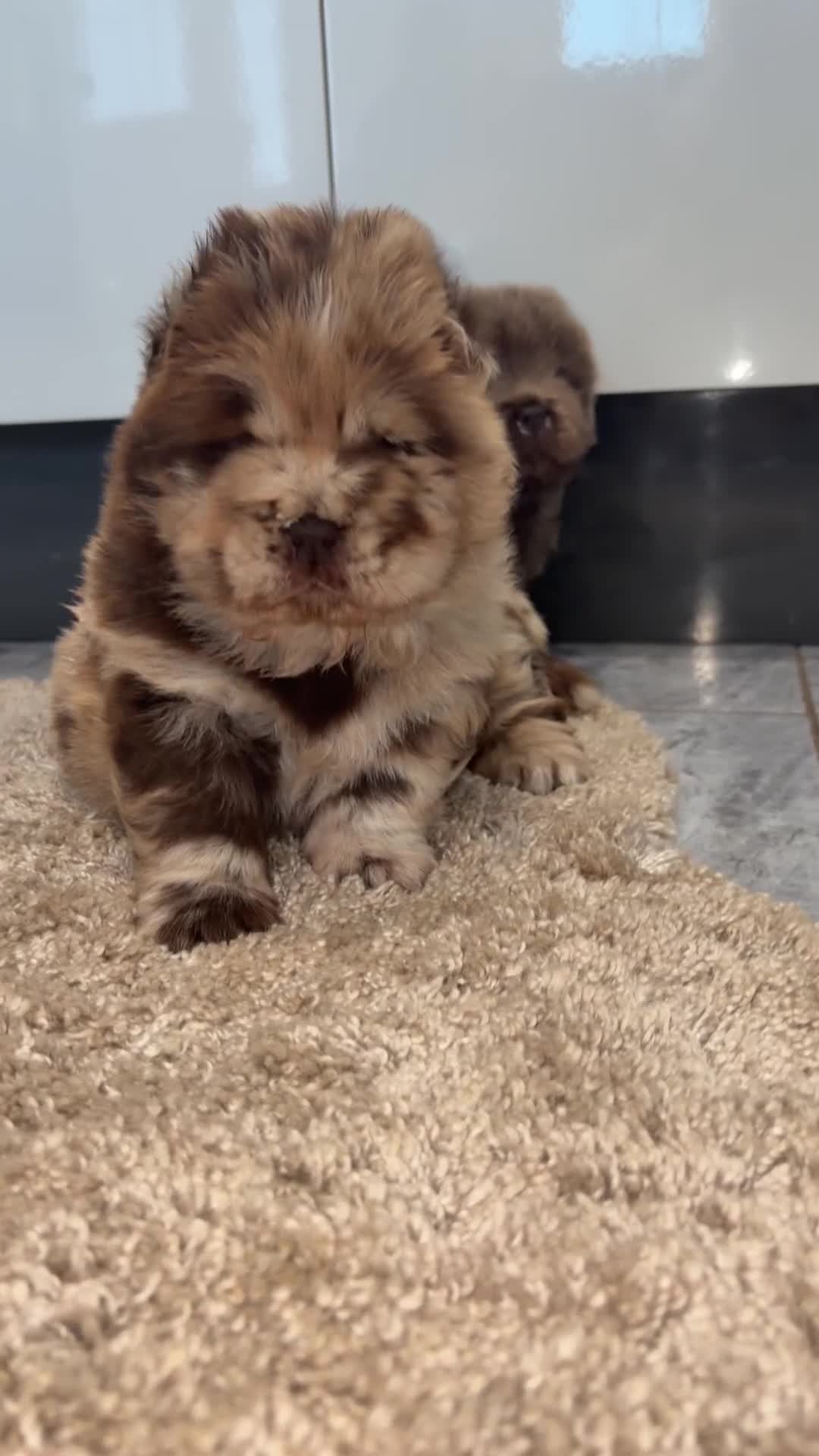 Chow Chow dogs for sale: Chocolate merle chow chow girl  - Video 1