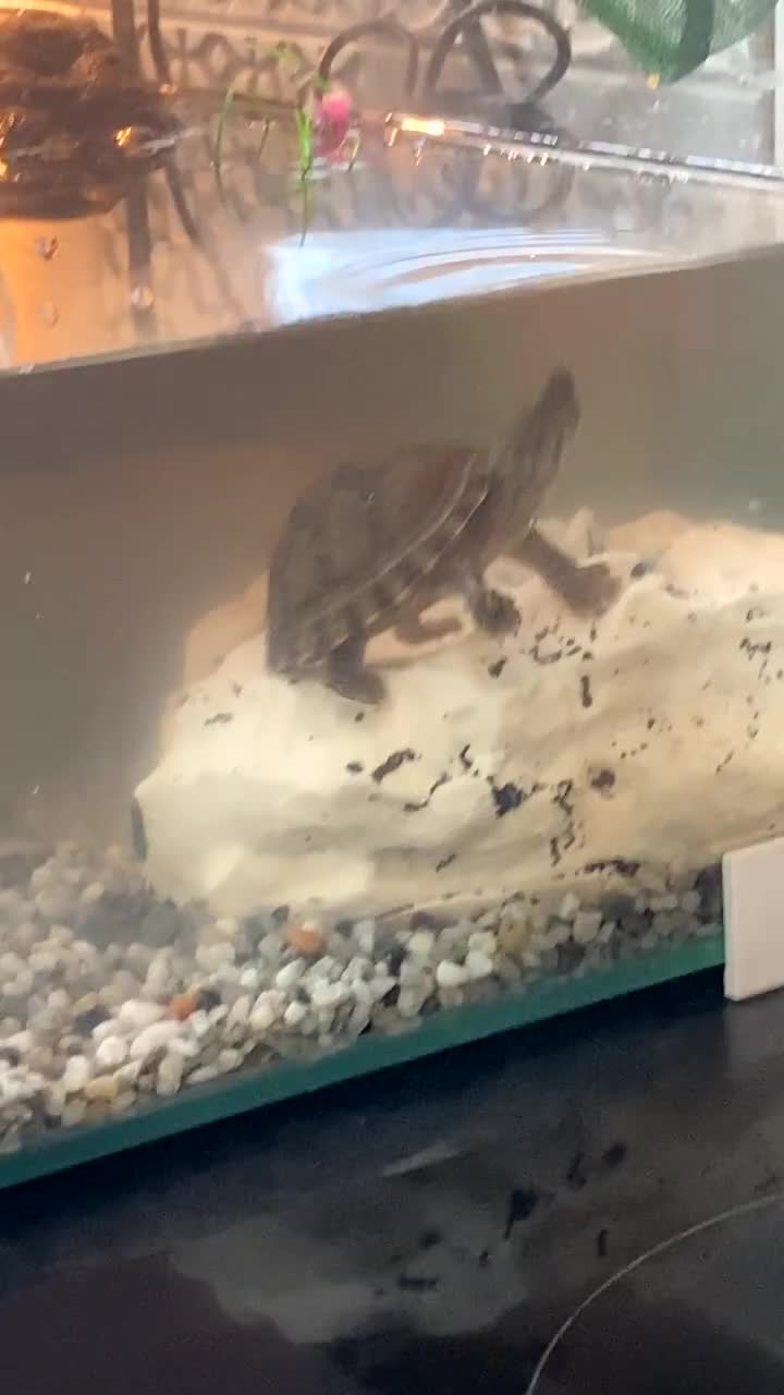 Turtle reptiles for sale: 2Razorback musk turtles come with food and set up  - Video 2