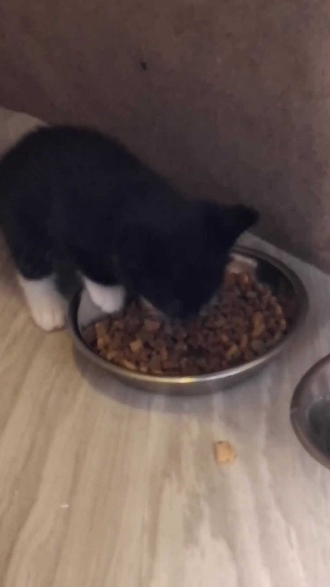 Mixed Breed cats for sale: 4 beautiful kittens  - Video 1