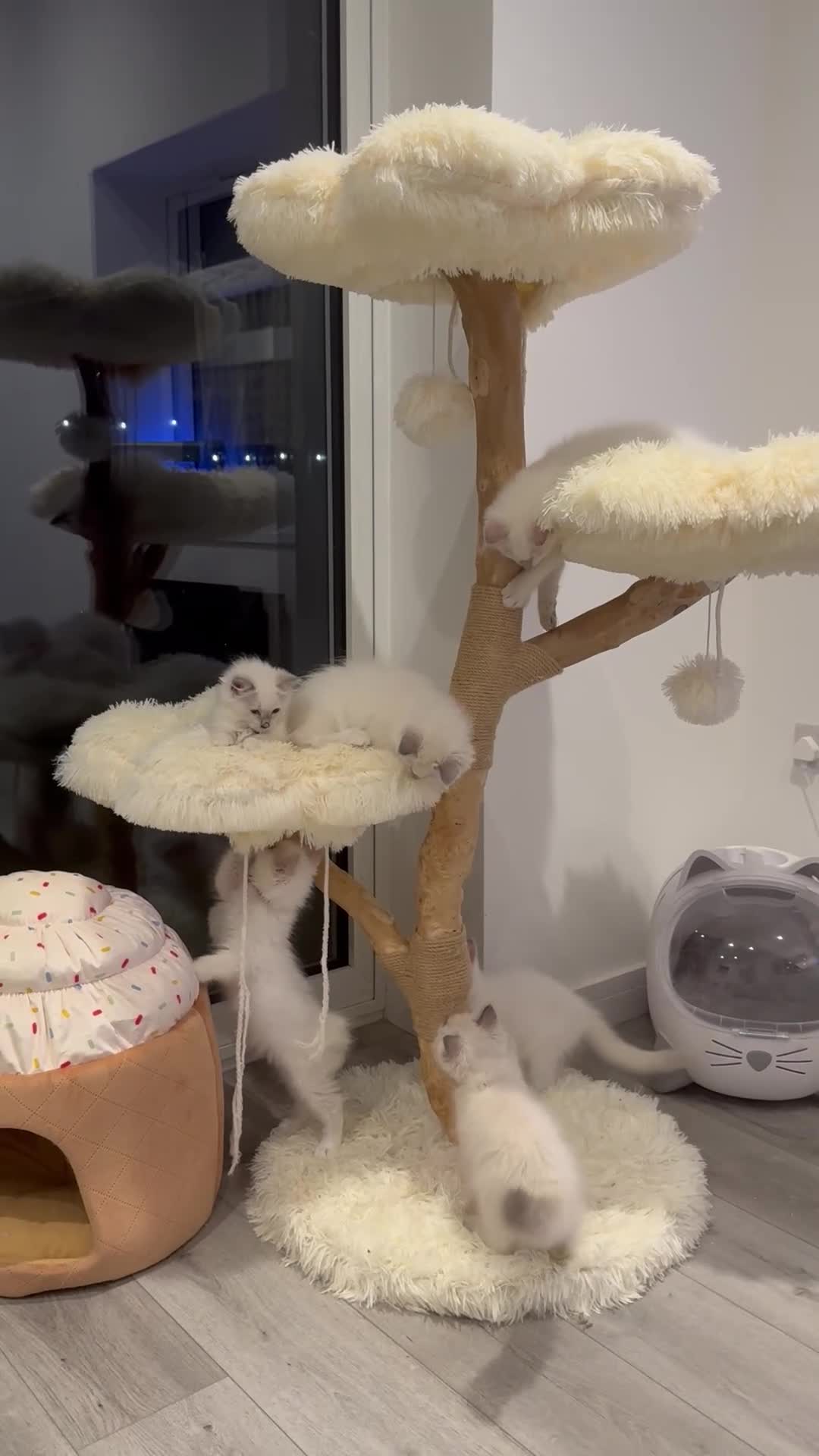 Ragdoll cats for sale: ✨ Beautiful GCCF Registered Ragdoll Kittens ✨ - Video 3
