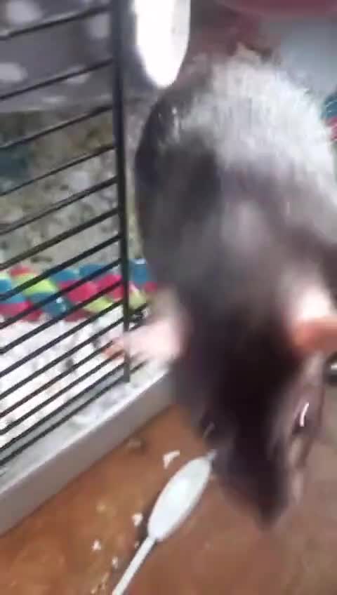 Rat rodents for sale: 2 rats with cage - Video 2