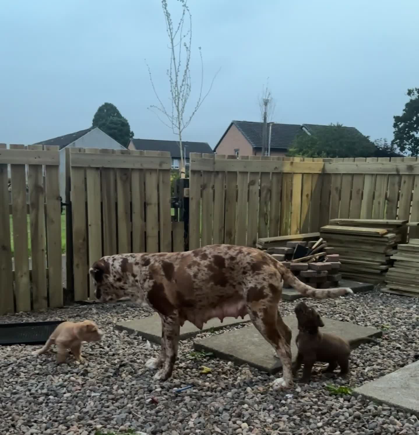 Mixed Breed dogs for sale: North American mastiff X boerboel  - Video 1