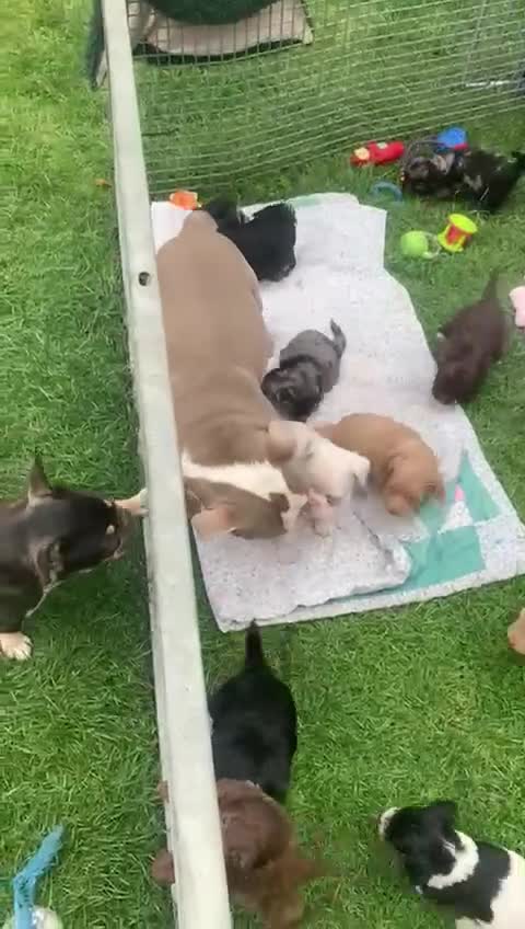French Bulldog dogs for sale: Family Raised EA Pink English cross French Bulldog - Video 5