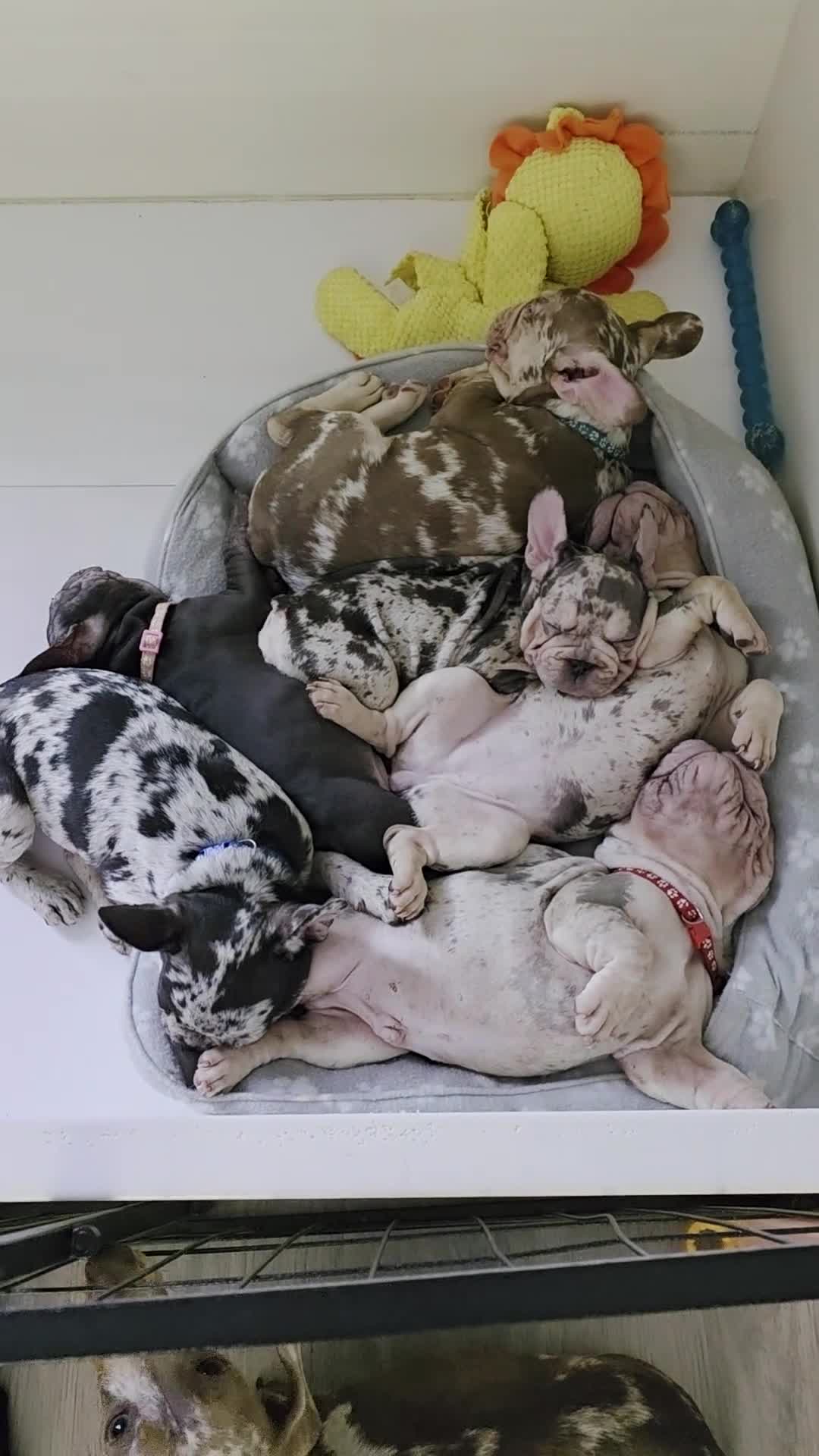 French Bulldog dogs for sale: 💯 READY TO LEAVE 💥 2 BOYS AVAILABLE 💯 - Video 2