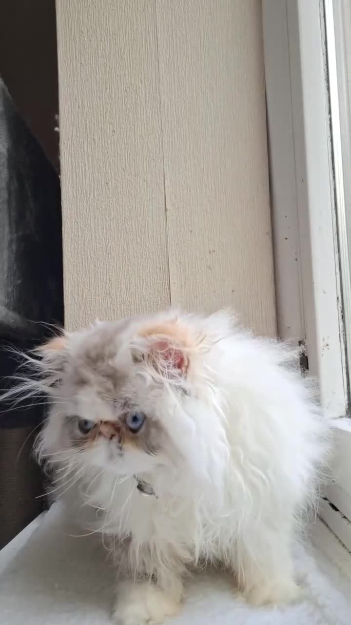 Persian cats for sale: Lovely Persian kitten  - Video 2