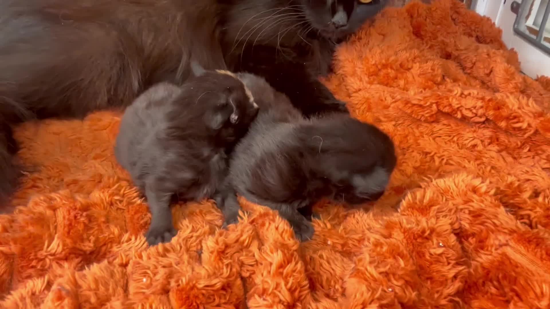 Norwegian Forest Cat cats for sale: Two little beauties super friendly & loving  - Video 1
