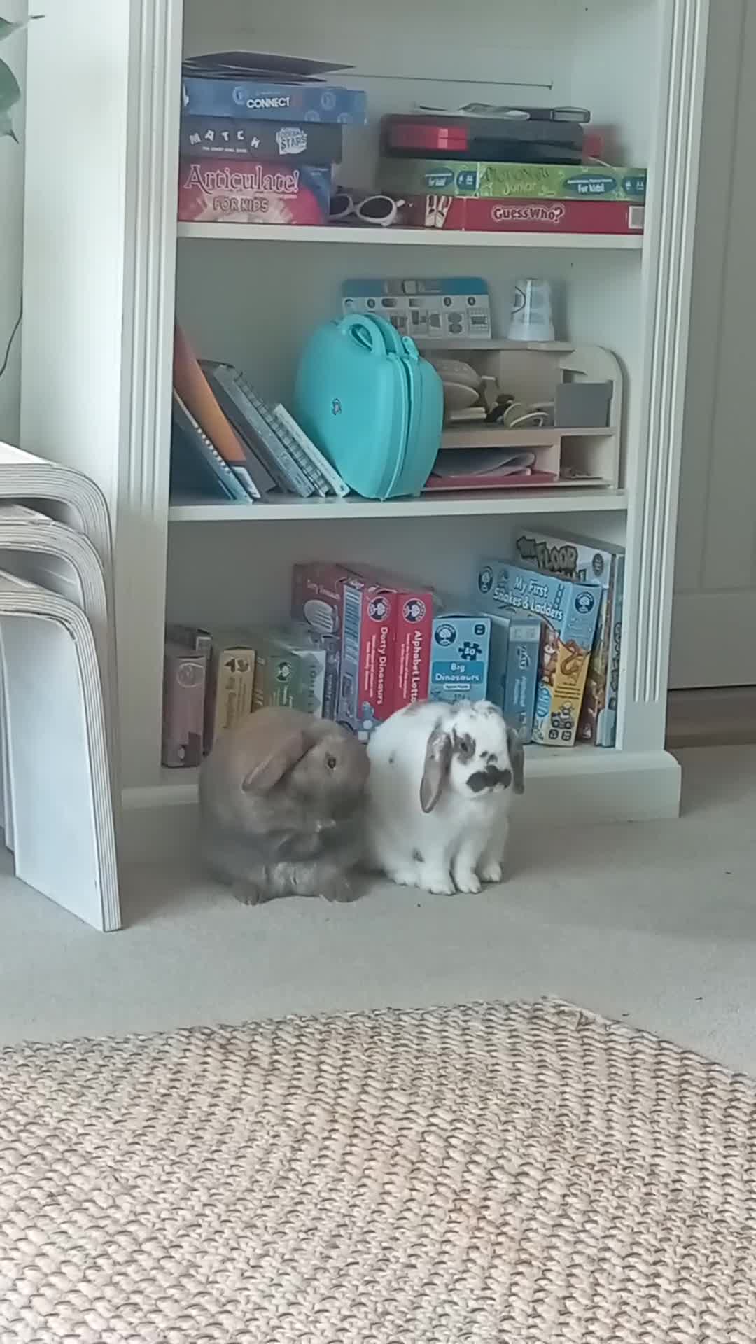 French Lop rabbits for sale: Very friendly lop eared rabbits, neutered  - Video 2