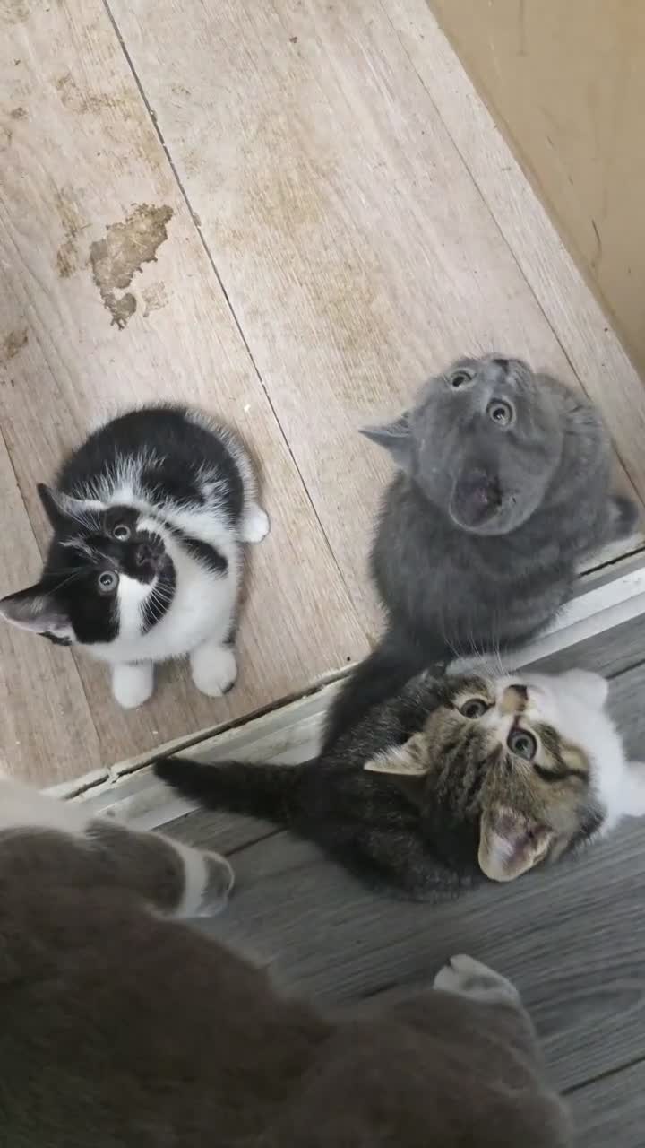 Mixed Breed cats for sale: British short hair mix breed - Video 1
