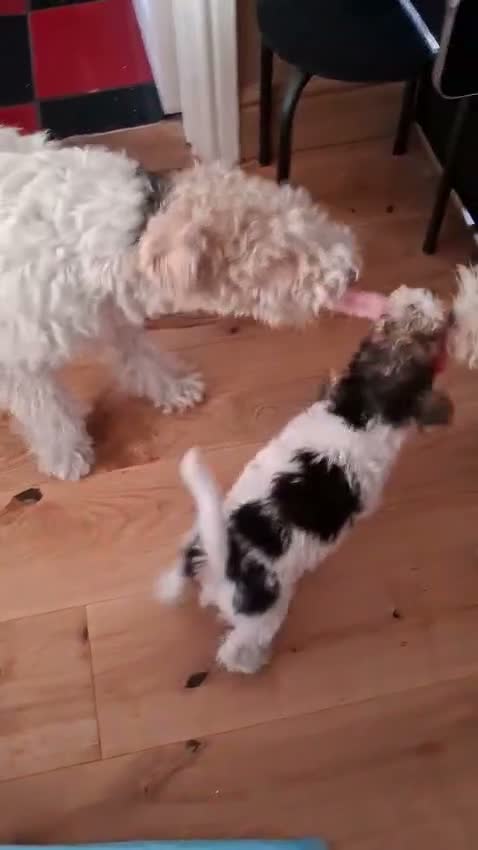 Fox Terrier dogs for sale: Gorgeous Wire haired fox terrier  - Video 1