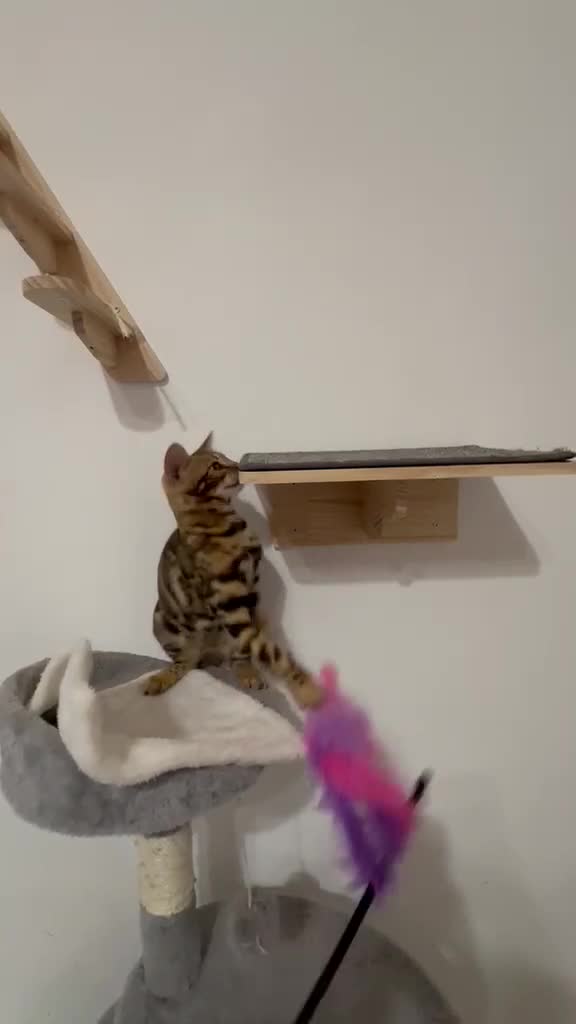 Bengal cats for sale: Beautiful Bengal Girl Kitten. Ready Now – TICA Reg - Video 1