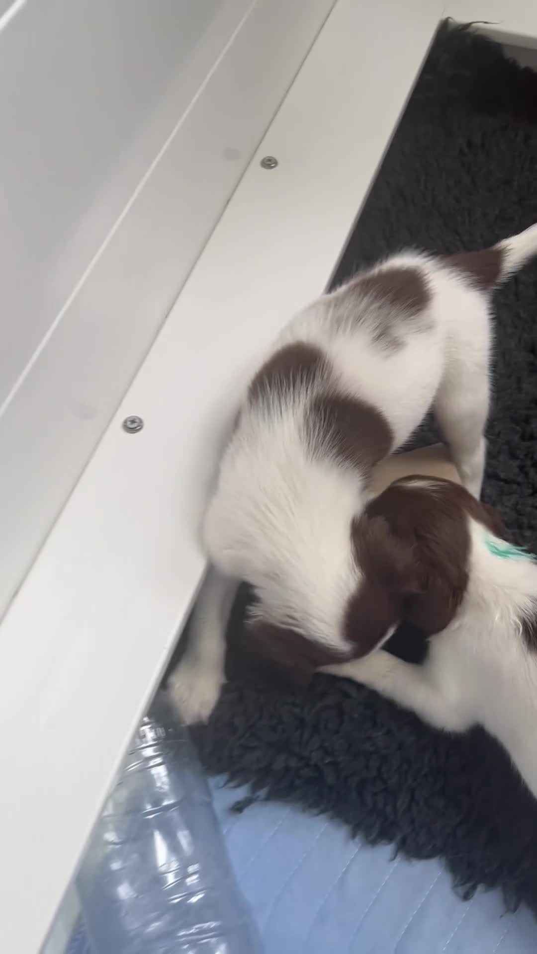 English Springer Spaniel dogs for sale: Exceptional English Springer Spaniel - Video 1