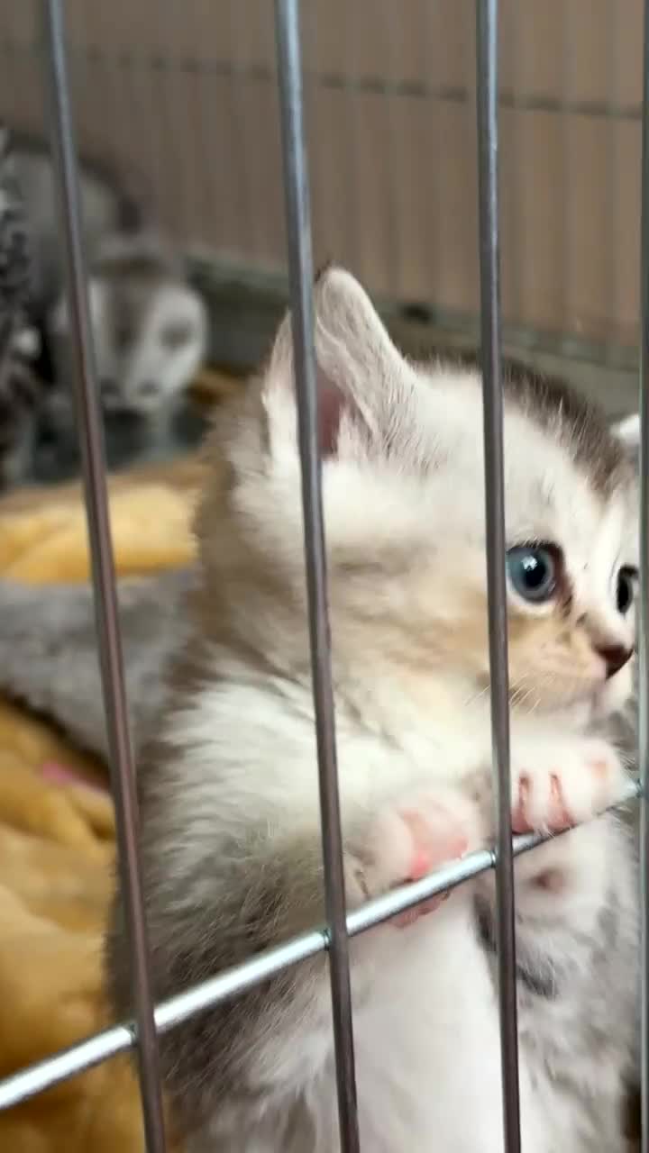 British Shorthair cats for sale: British shorthair X Scottish X ragdoll mix - Video 1