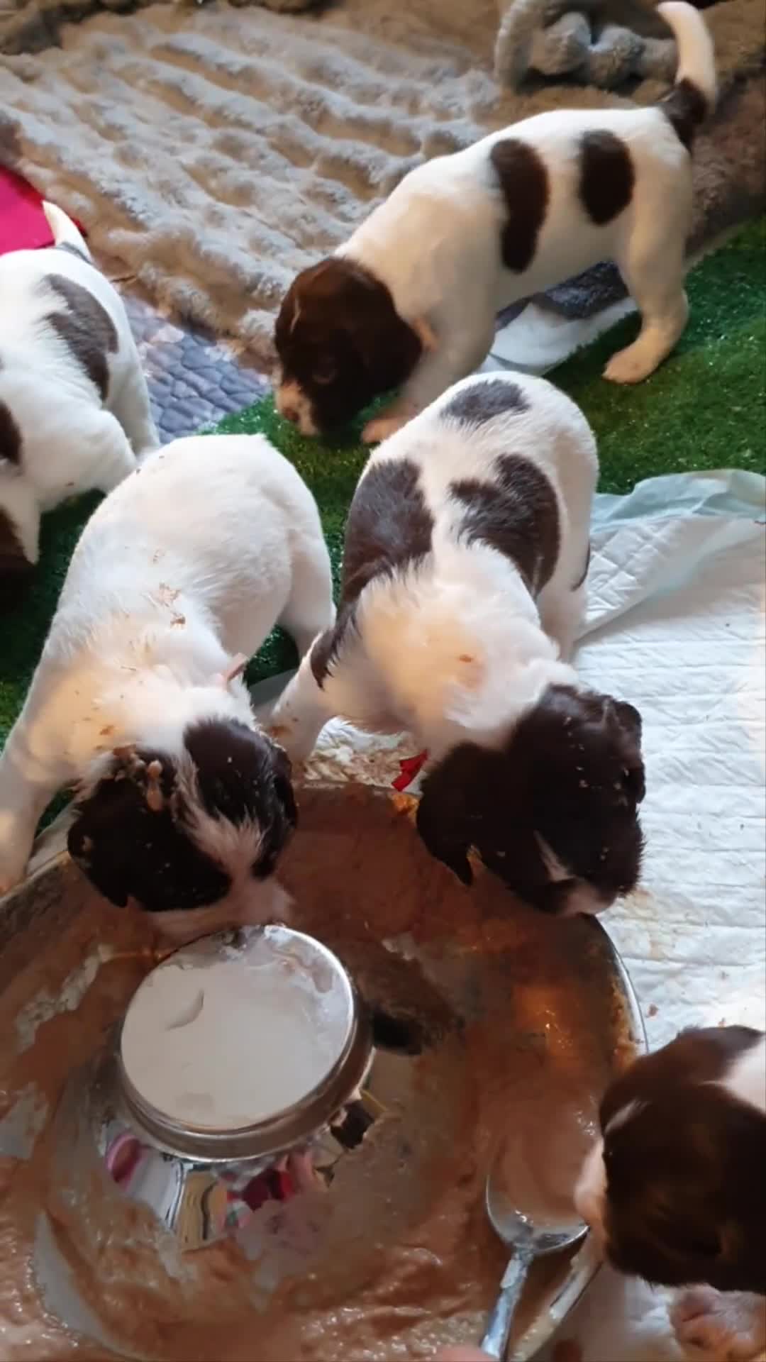 English Springer Spaniel dogs for sale:   English Springer Spaniel puppies  - Video 2