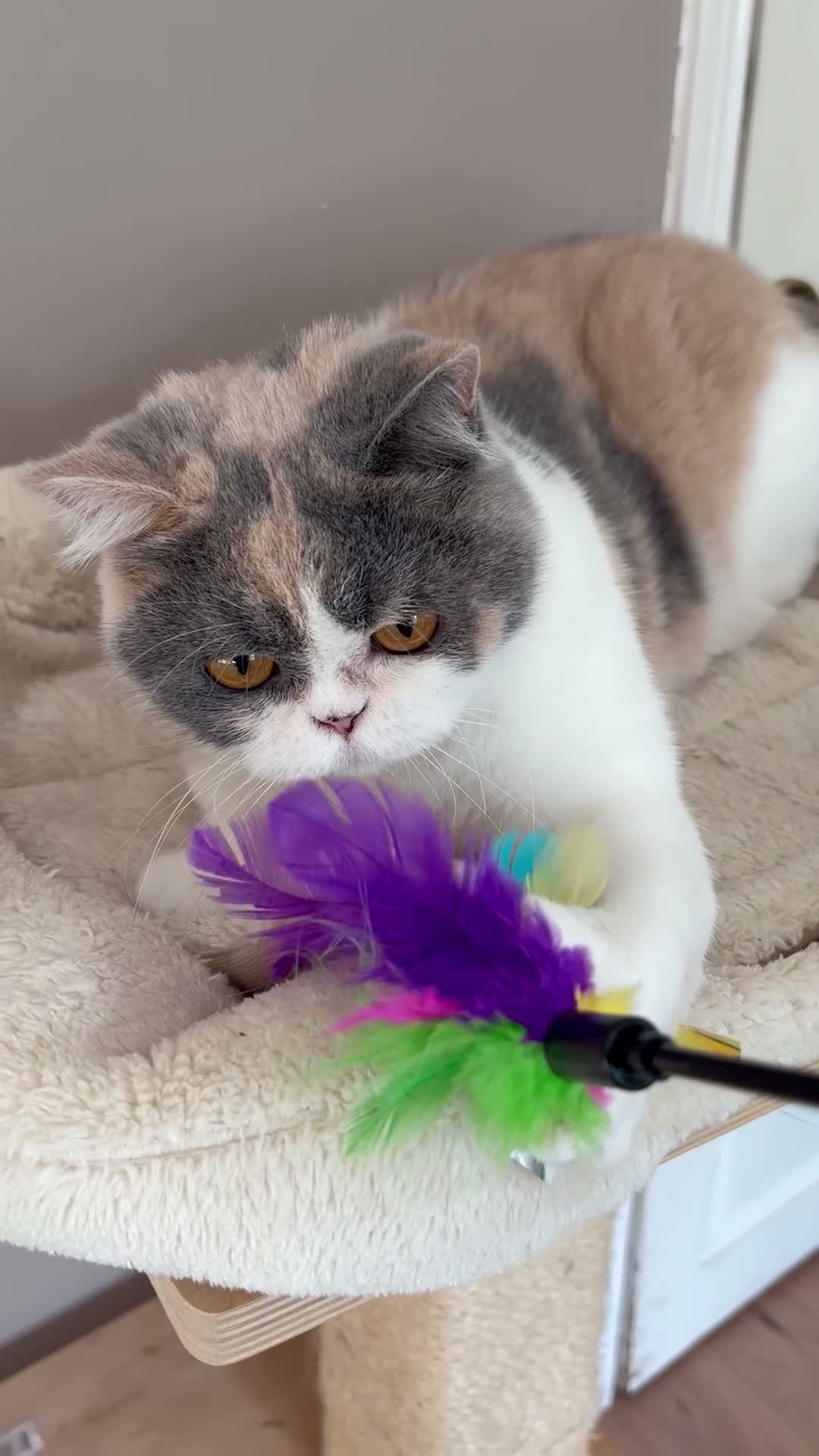 British Shorthair cats for sale: Young girl - GCCF reg - fun and playful in Orpington - Video 1