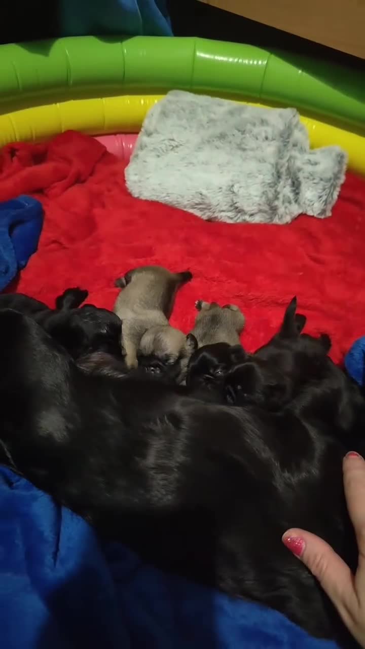 Pug dogs for sale: Last 2 💖 Pugs–Vaccinated,Microchip & loving Home - Video 2