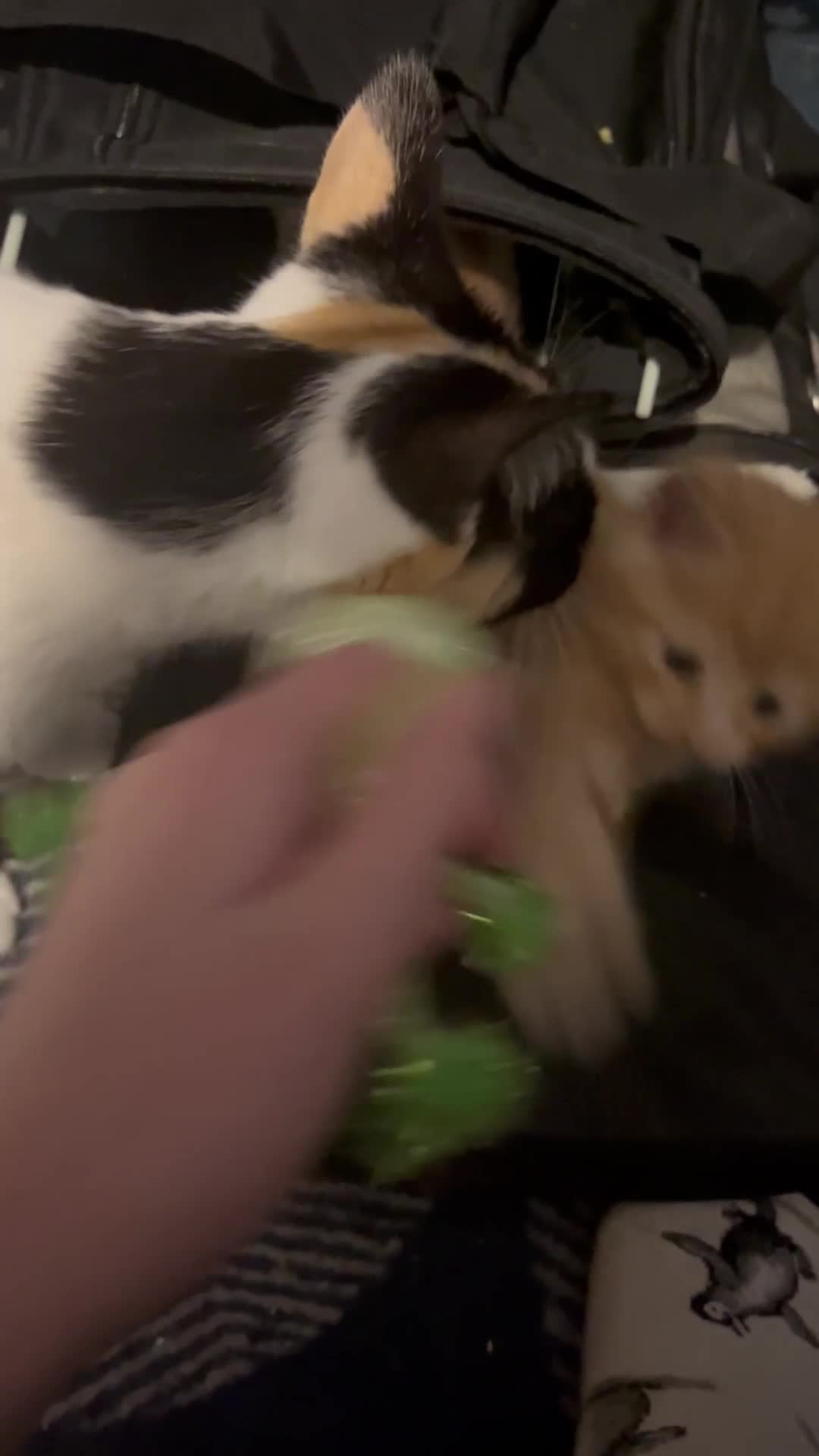 Mixed Breed cats for sale: Adorable kittens  - Video 1