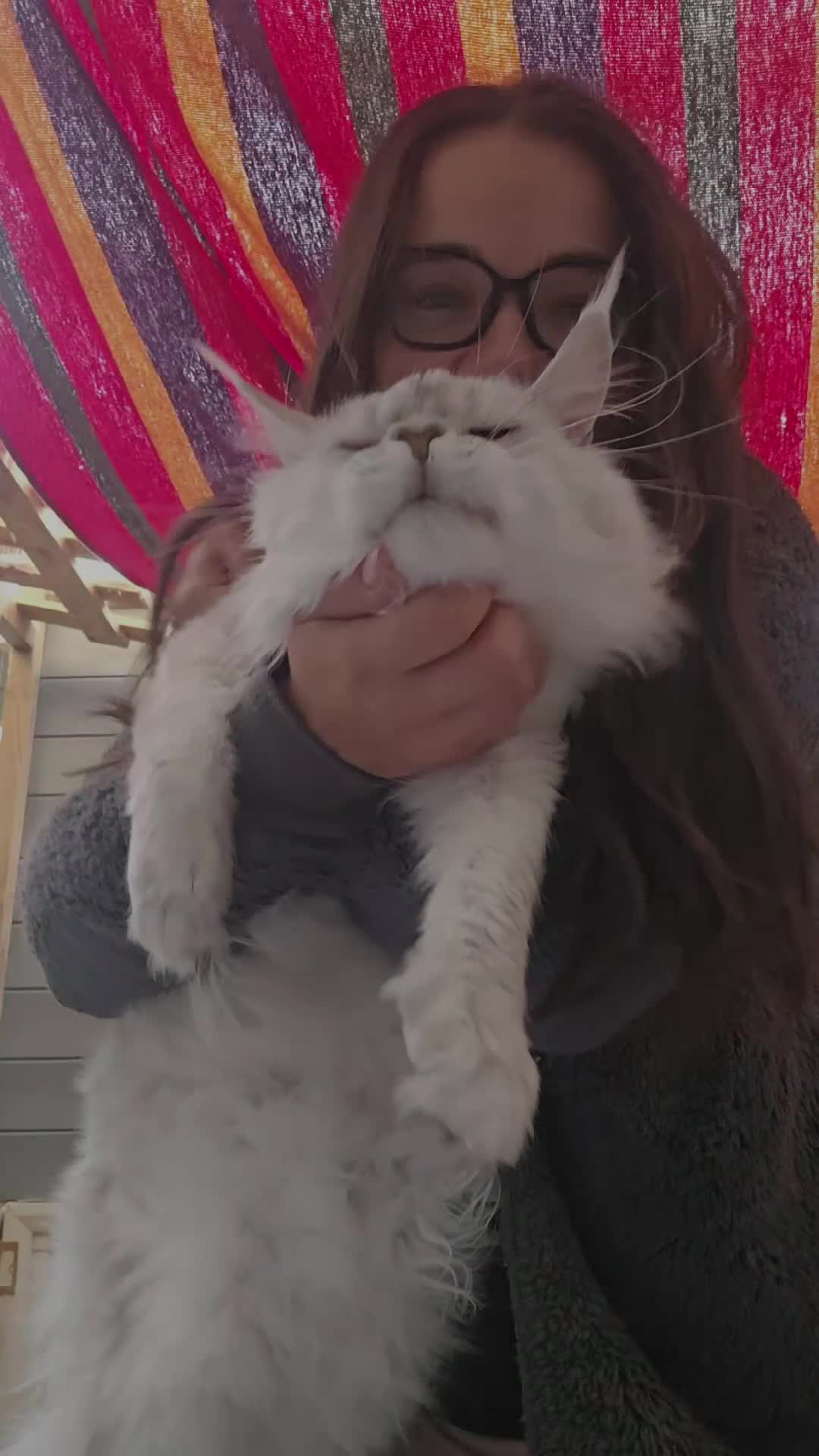 Maine Coon cats for stud: Milo Shaded stud ns11 - Video 2