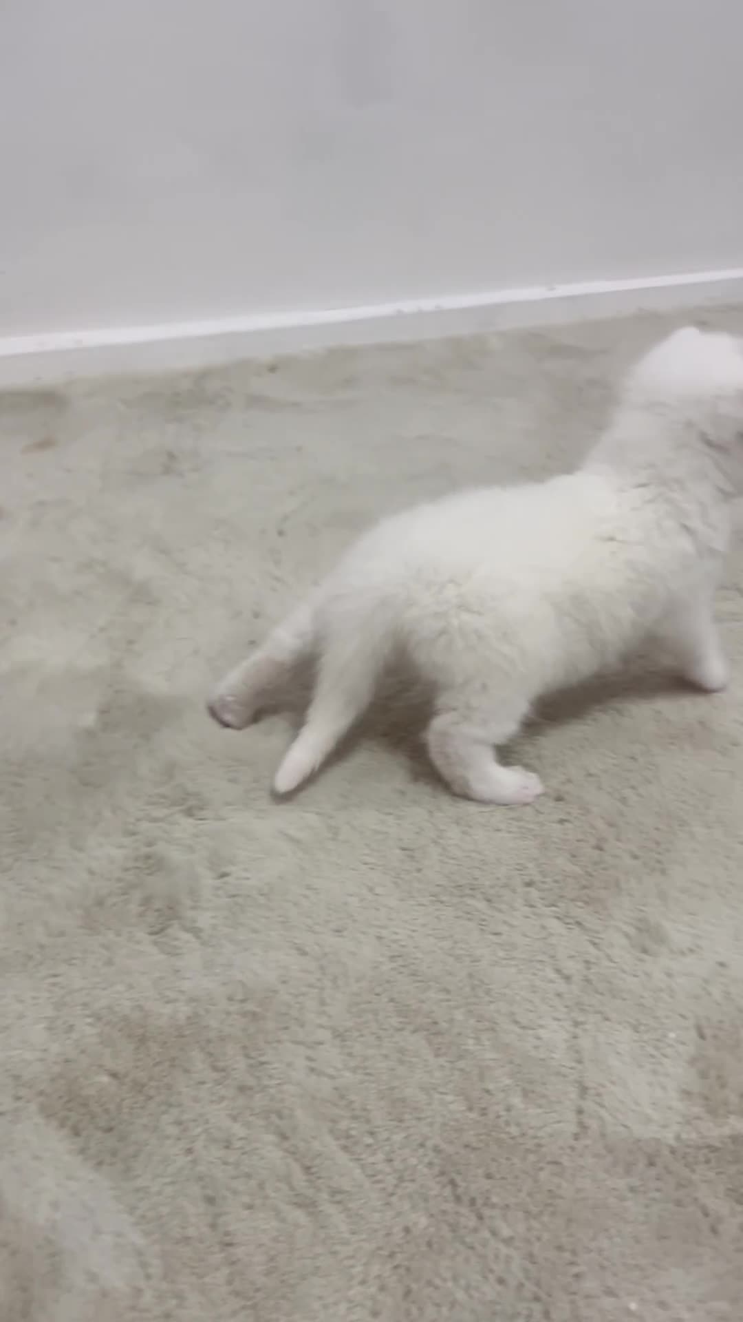 British Shorthair cats for sale: BSH Kitten  in Birmingham - Video 1
