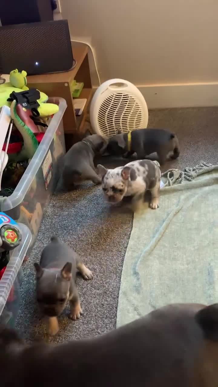 French Bulldog dogs for sale: Ready to Go Frenchie Pups (1 Left) - Video 2