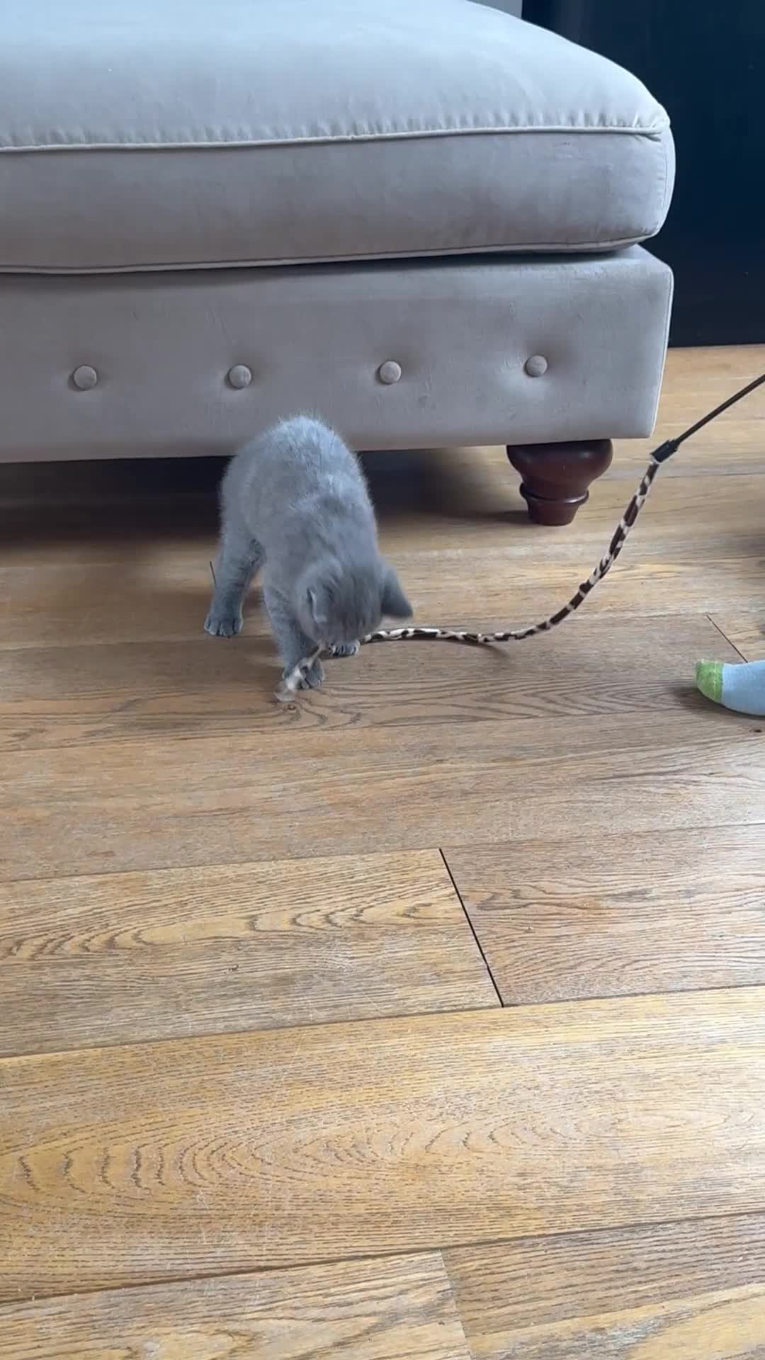 British Shorthair cats for sale: 🌟 Adorable British Shorthair Kittens – Ready! 🌟 - Video 3